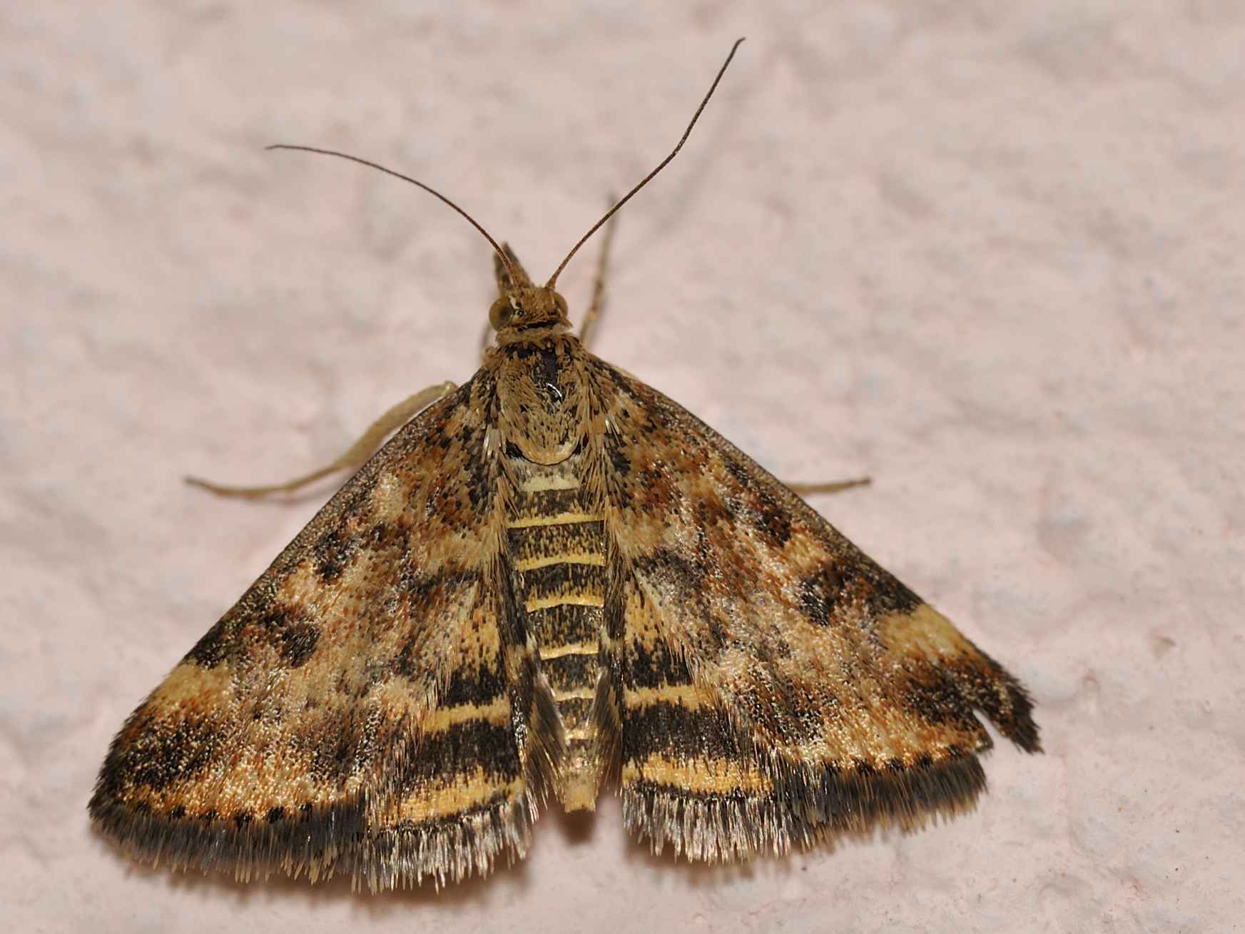 Crambidae - Pyrausta sp. ?